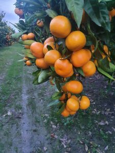 OKUSI-I-MIRISI-JUGA-Grana Mandarine