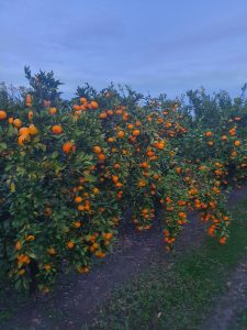 OKUSI-I-MIRISI-JUGA- Stabla Mandarina